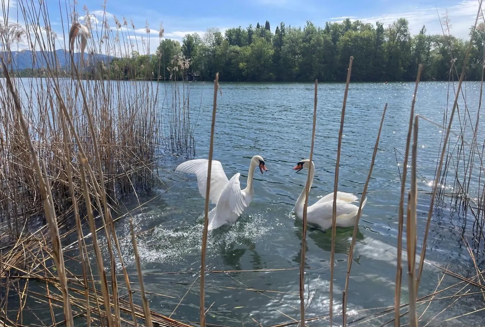 Lake Home Holiday Wellness Villa Da Sogno Sul Lago Pusiano